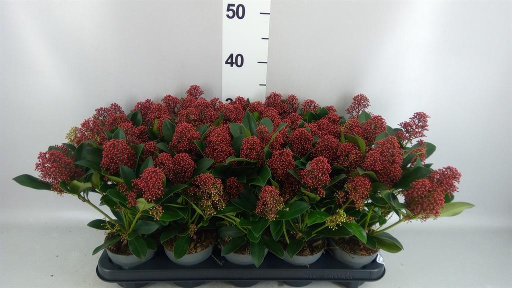 Горшечные цветы и растения оптом Skimmia Jap. rubella от 10шт из Голландии с доставкой по России