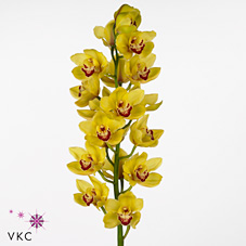 Срезанные цветы оптом Cymbidium yellow rijsenhout от 6шт. из Голландии с доставкой по России