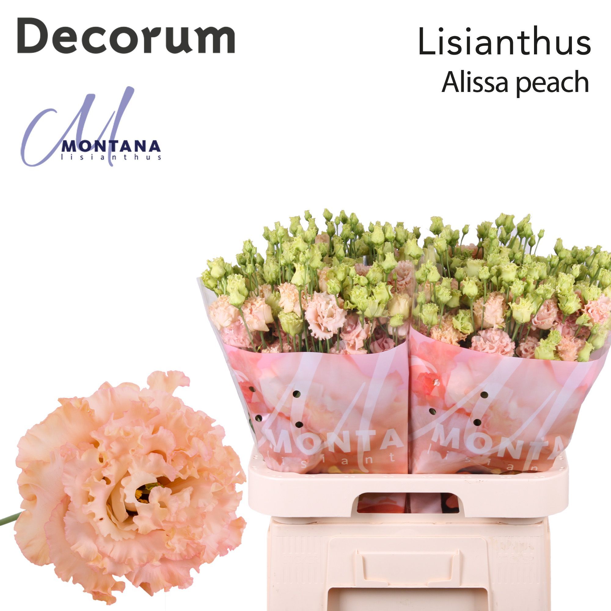 Срезанные цветы оптом Lisianthus do alissa peach от 40шт из Голландии с доставкой по России