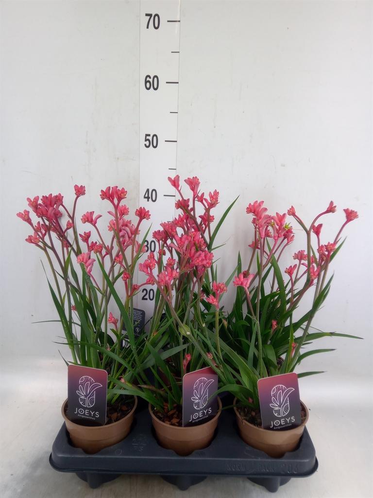 Горшечные цветы и растения оптом Anigozanthos от 6шт из Голландии с доставкой по России