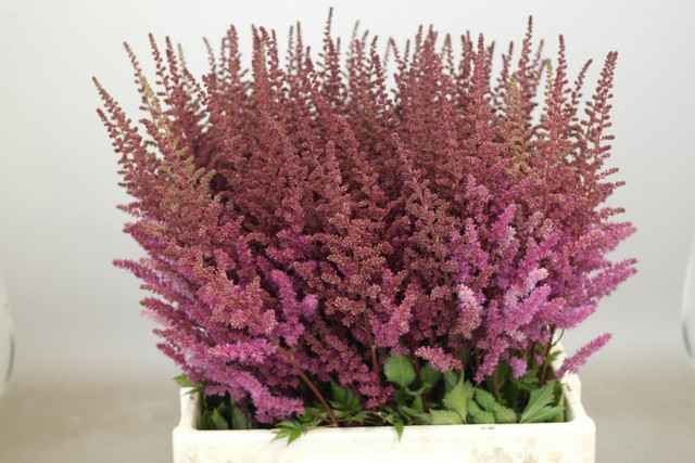 Срезанные цветы оптом Astilbe maggie daley от 100шт из Голландии с доставкой по России