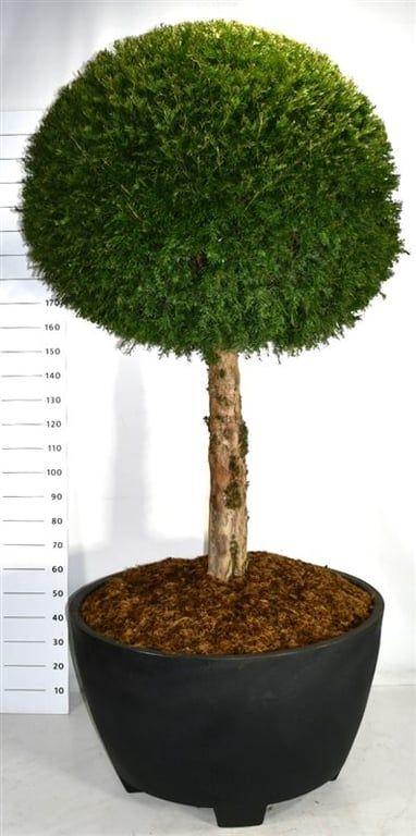 Горшечные цветы и растения оптом Taxus Baccata от 1шт из Голландии с доставкой по России
