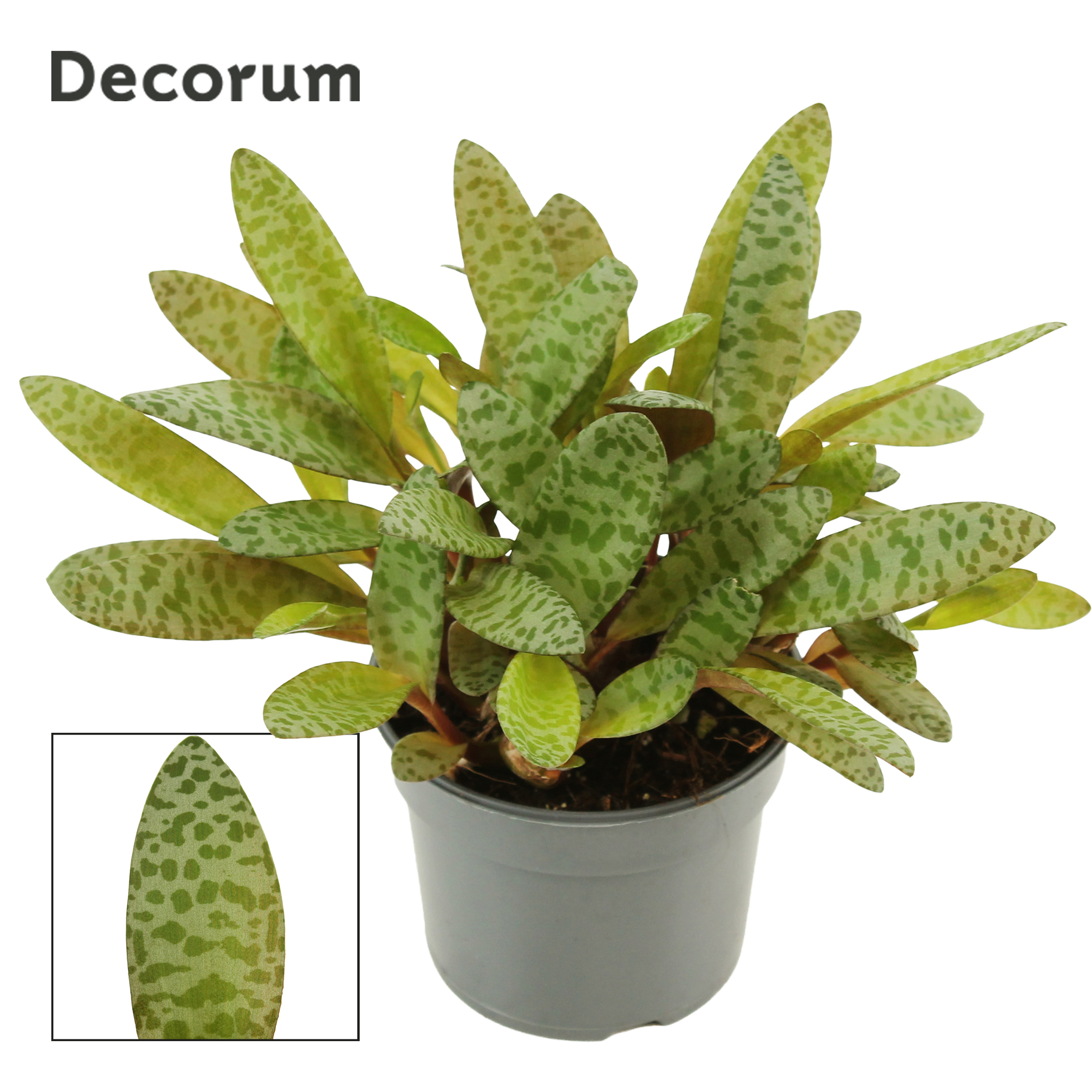 Горшечные цветы и растения оптом Ledebouria Socialis Green 9 Cm (decorum) от 18шт (для телеги) из Голландии с доставкой по России