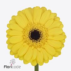 Срезанные цветы оптом Germini pacman от 80шт из Голландии с доставкой по России