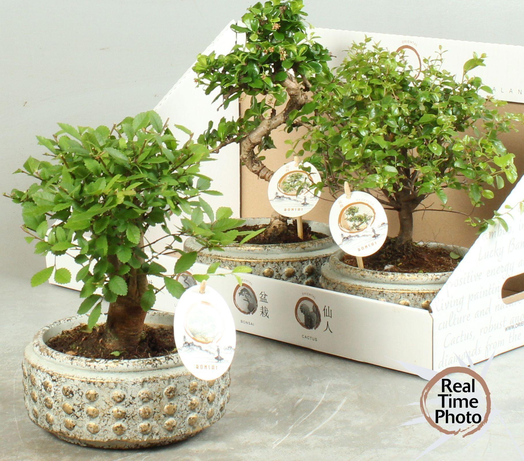 Горшечные цветы и растения оптом Bonsai Gem от 3шт из Голландии с доставкой по России