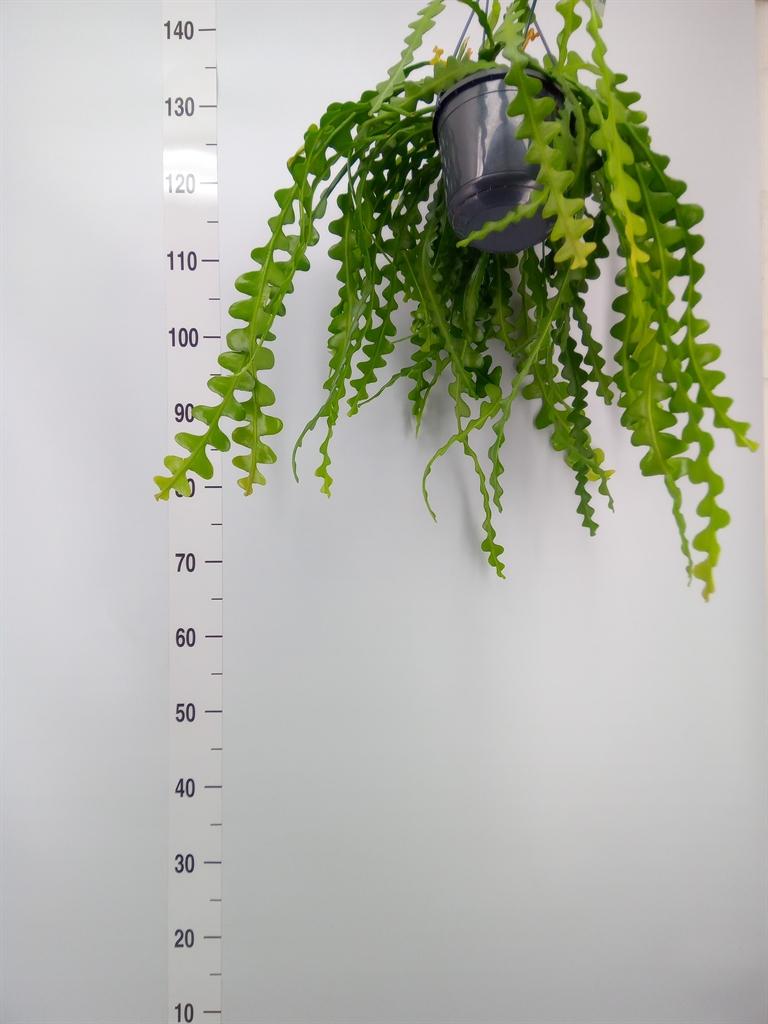 Горшечные цветы и растения оптом Epiphyllum Anguliger от 1шт из Голландии с доставкой по России