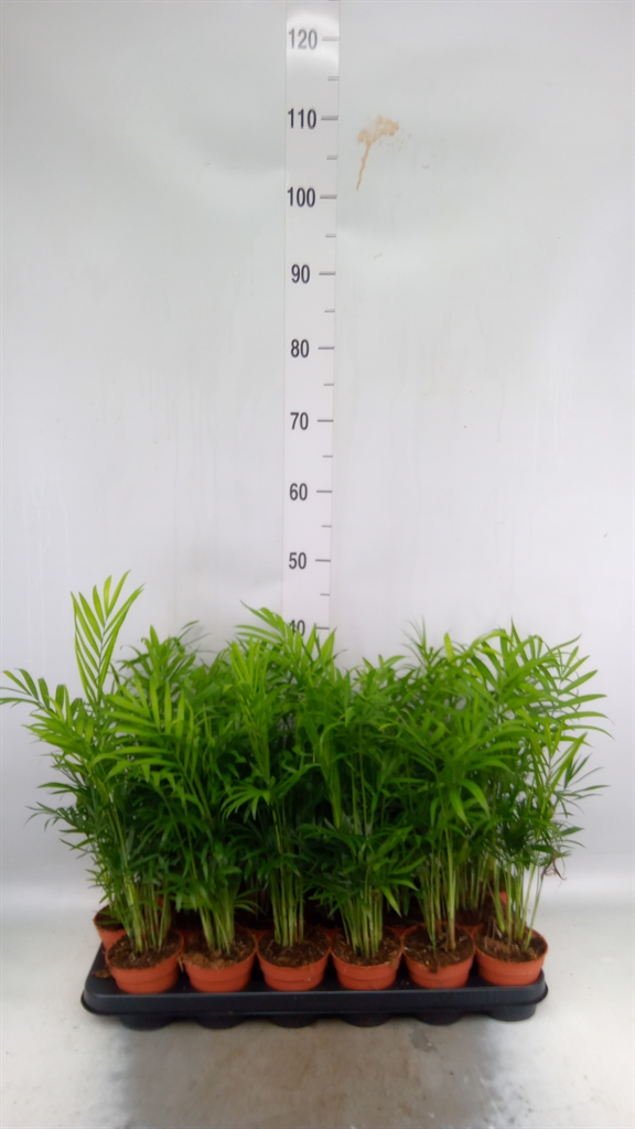 Горшечные цветы и растения оптом Chamaedorea Elegans от 18шт (для телеги) из Голландии с доставкой по России