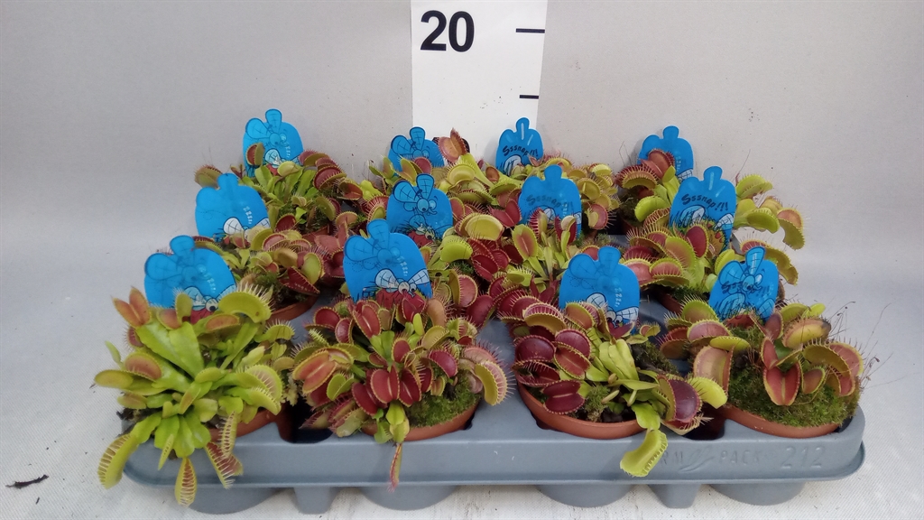 Горшечные цветы и растения оптом Dionaea Muscipula A от 12шт (для телеги) из Голландии с доставкой по России