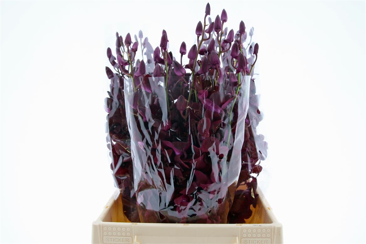 Срезанные цветы оптом Dendrobium black beauty от 50шт из Голландии с доставкой по России