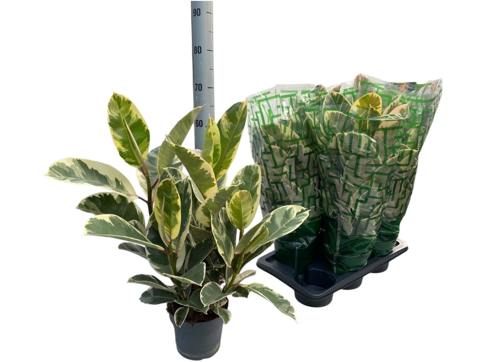 Горшечные цветы и растения оптом Fic El Tineke от 6шт из Голландии с доставкой по России