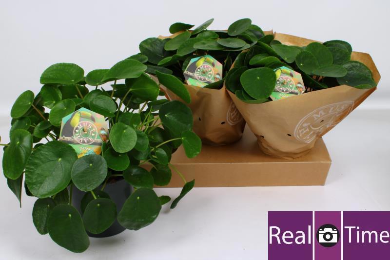 Горшечные цветы и растения оптом Pilea Peperomioides от 3шт из Голландии с доставкой по России