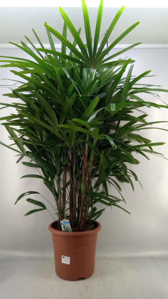Горшечные цветы и растения оптом Rhapis Excelsa от 1шт из Голландии с доставкой по России
