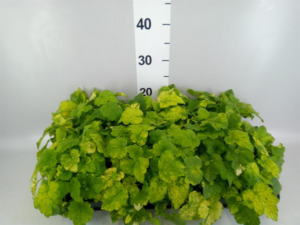 Горшечные цветы и растения оптом Tolmiea Menziesii ...variegated от 6шт из Голландии с доставкой по России