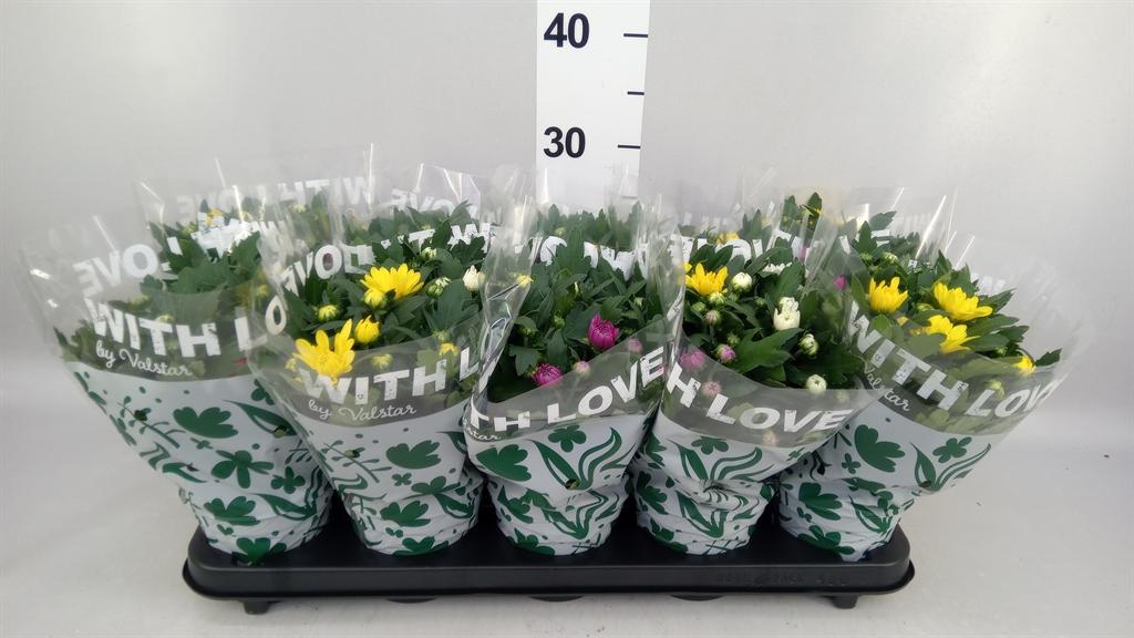 Горшечные цветы и растения оптом Chrysanthemum da Vinci ...mix P от 10шт из Голландии с доставкой по России