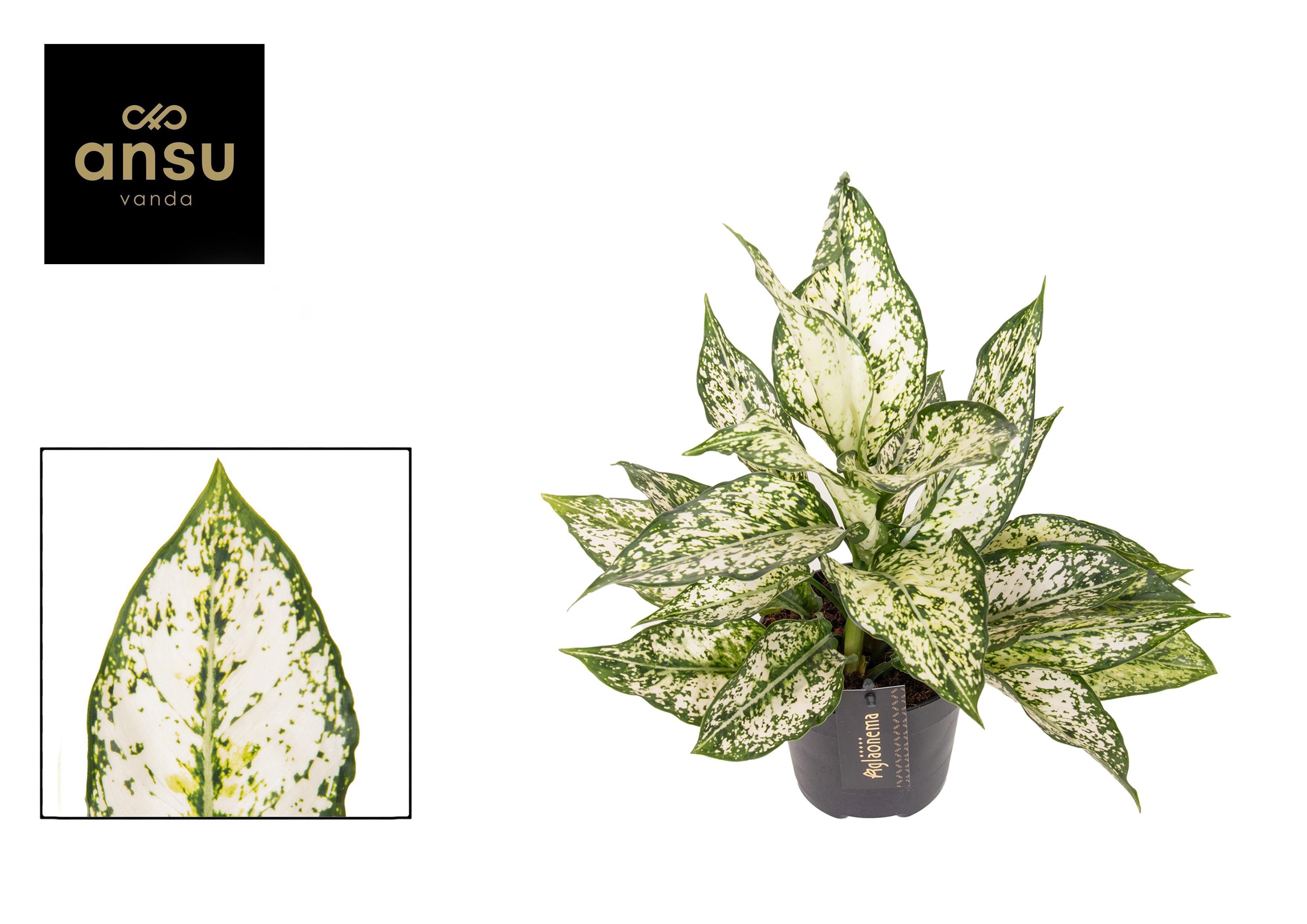 Горшечные цветы и растения оптом Aglaonema White Kiwi от 6шт из Голландии с доставкой по России