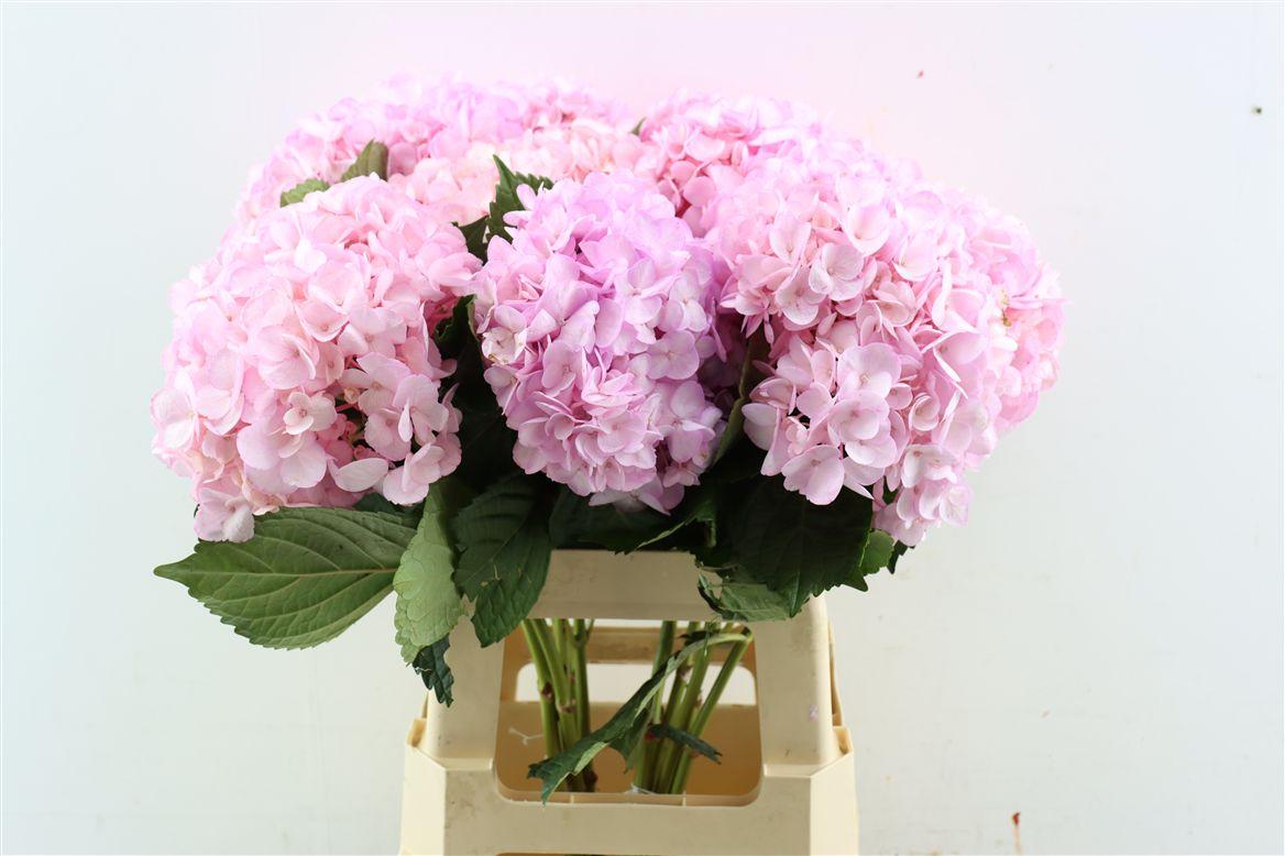 Срезанные цветы оптом Hydrangea pink absorbed от 10шт из Голландии с доставкой по России