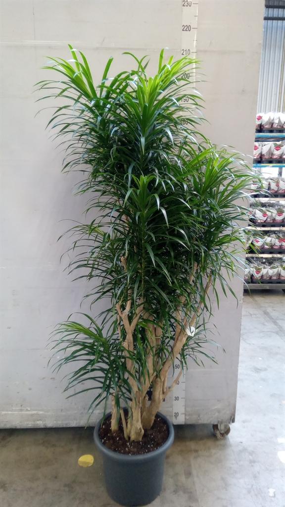 Горшечные цветы и растения оптом Dracaena Refl. anita от 1шт из Голландии с доставкой по России