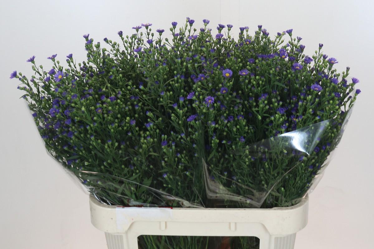 Срезанные цветы оптом Aster casamare от 75шт из Голландии с доставкой по России