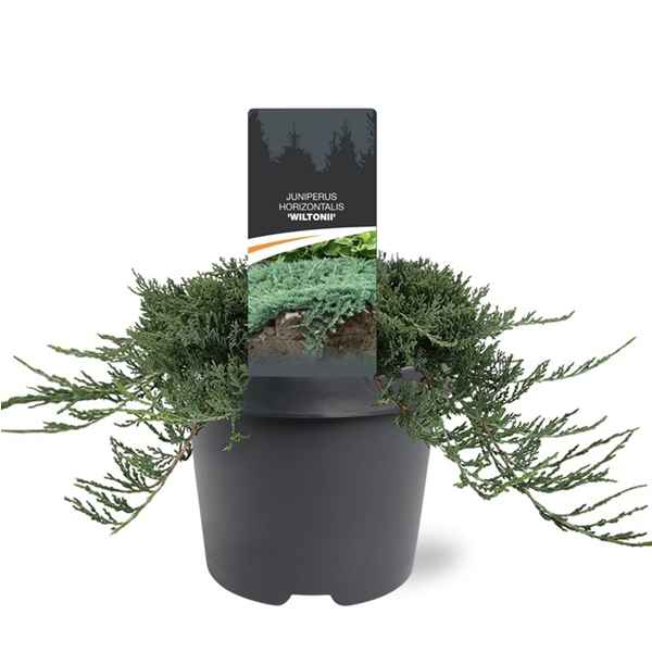 Горшечные цветы и растения оптом Juniperus Hor Wiltoni от 1шт из Голландии с доставкой по России