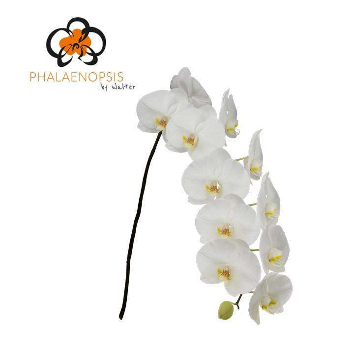 Срезанные цветы оптом Phalaenopsis sensation white (per flower) от 45шт из Голландии с доставкой по России