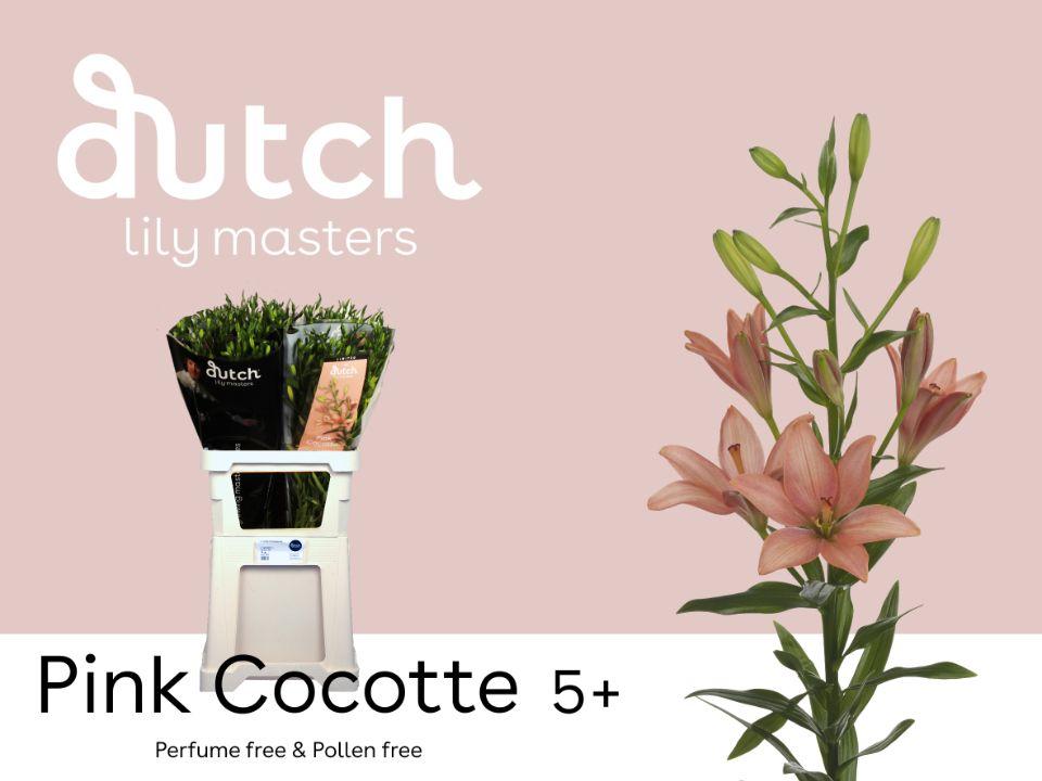 Срезанные цветы оптом Lilium la pink cocotte от 60шт из Голландии с доставкой по России