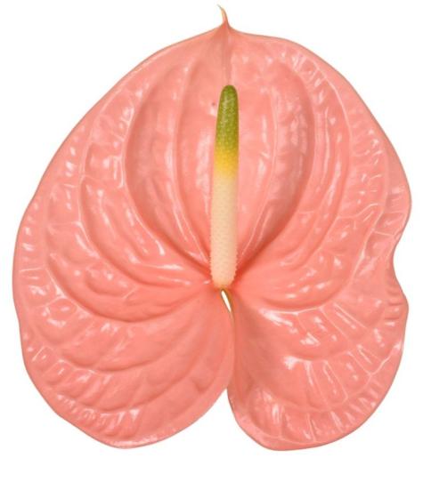 Срезанные цветы оптом Anthurium kuduro от 24шт. из Голландии с доставкой по России