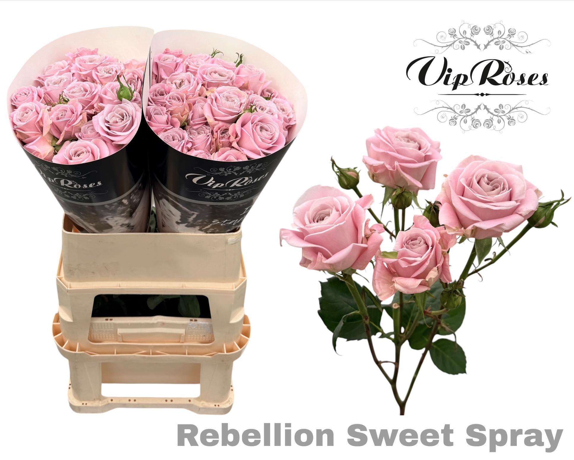 Срезанные цветы оптом Rosa spray rebellion sweet от 20шт из Голландии с доставкой по России