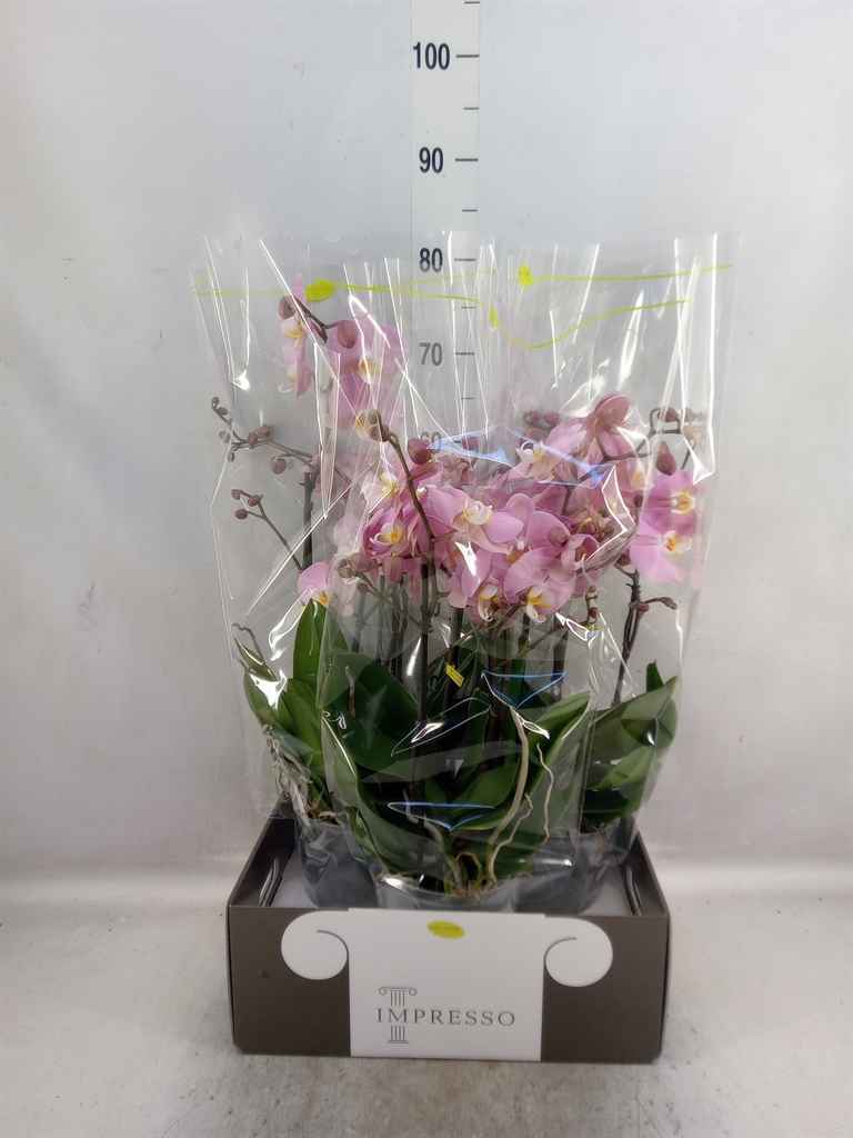 Горшечные цветы и растения оптом Phalaenopsis   ...rose от 3шт из Голландии с доставкой по России