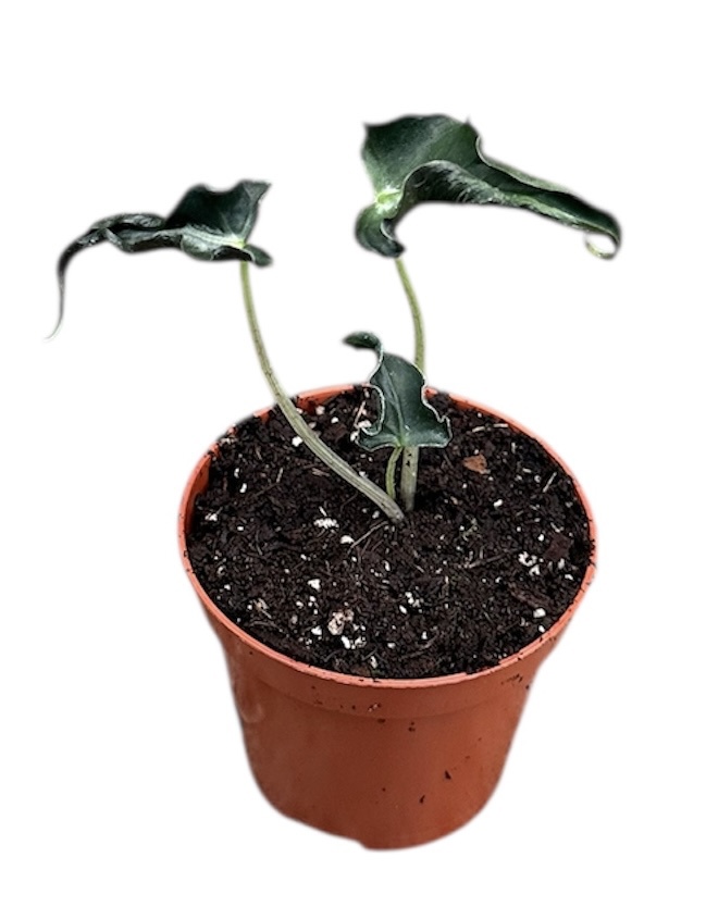 Горшечные цветы и растения оптом Alocasia Loco от 1шт (для телеги) из Голландии с доставкой по России