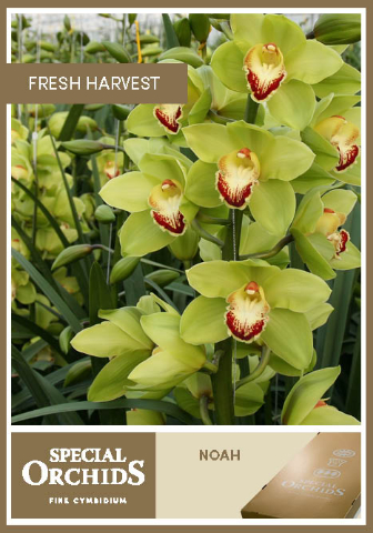 Срезанные цветы оптом Cymbidium green от 8шт из Голландии с доставкой по России