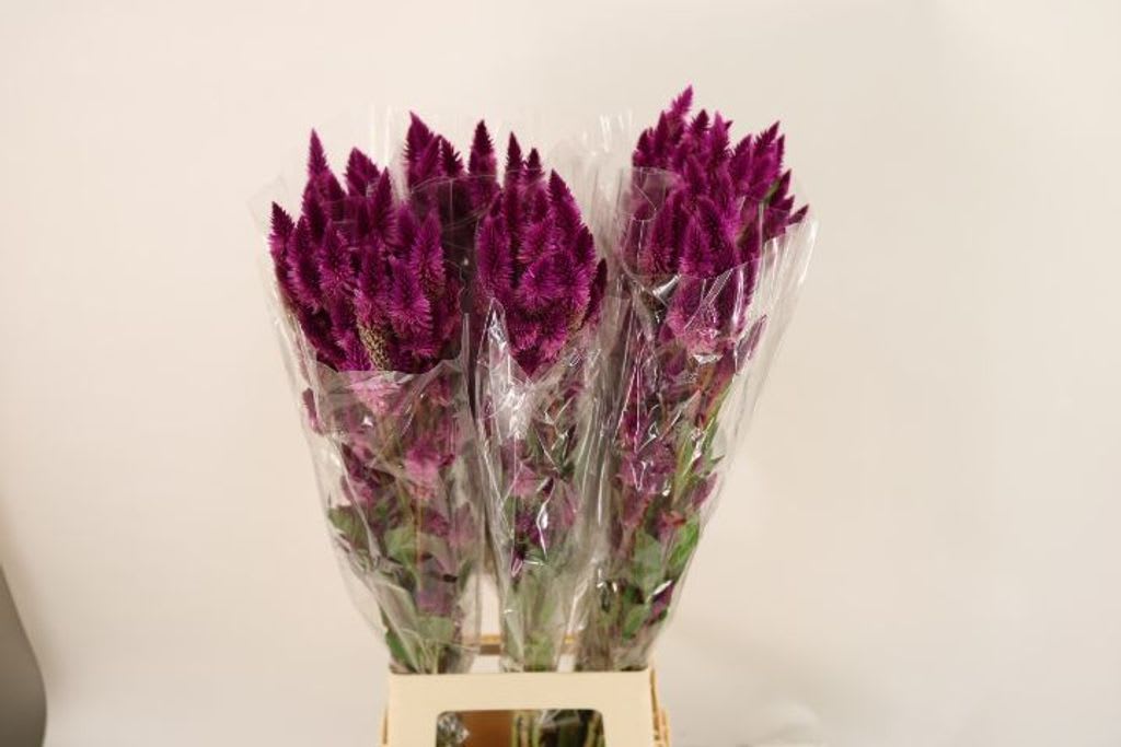 Срезанные цветы оптом Celosia celway purple от 60шт из Голландии с доставкой по России