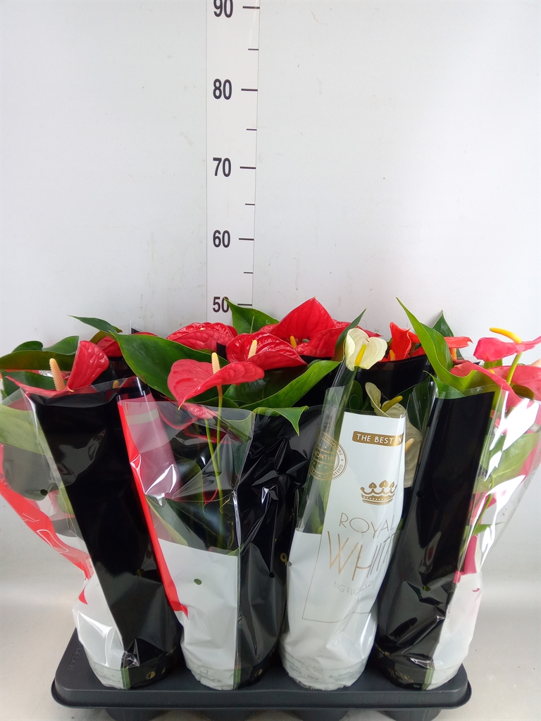 Горшечные цветы и растения оптом Anthurium   ...mix от 8шт из Голландии с доставкой по России