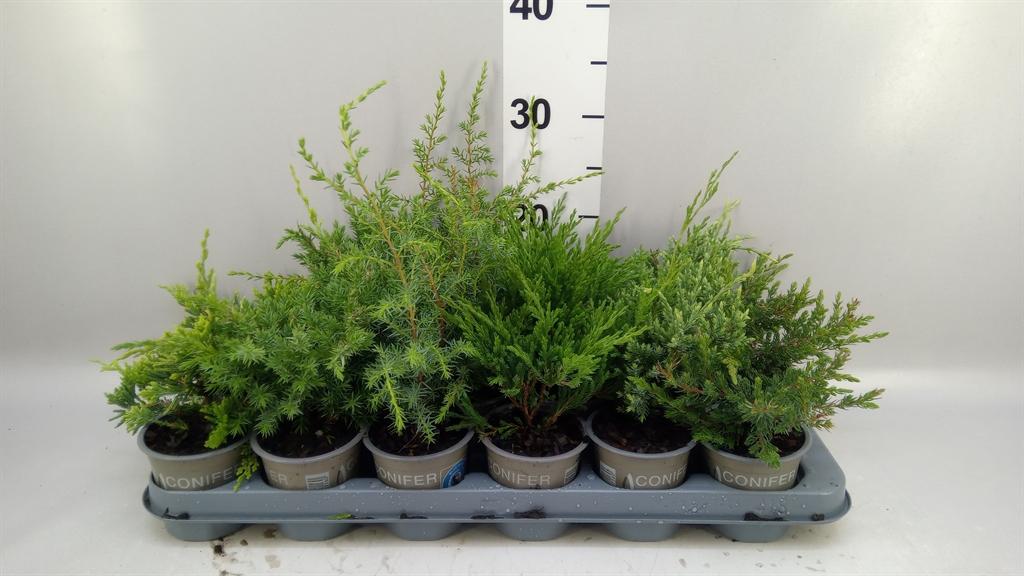 Горшечные цветы и растения оптом Juniperus ... от 18шт (для телеги) из Голландии с доставкой по России