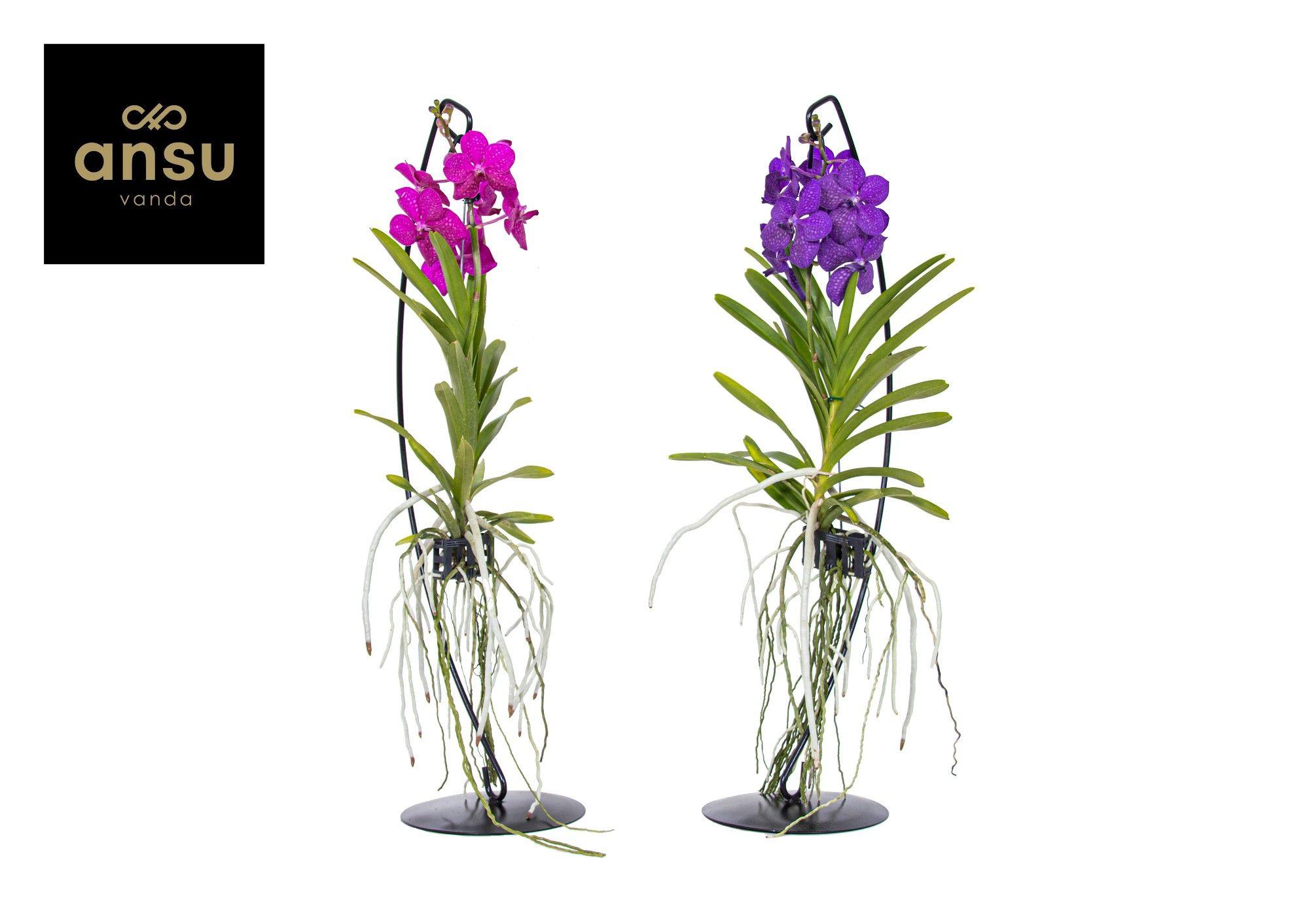 Горшечные цветы и растения оптом Vanda Mix On Standaard от 2шт из Голландии с доставкой по России
