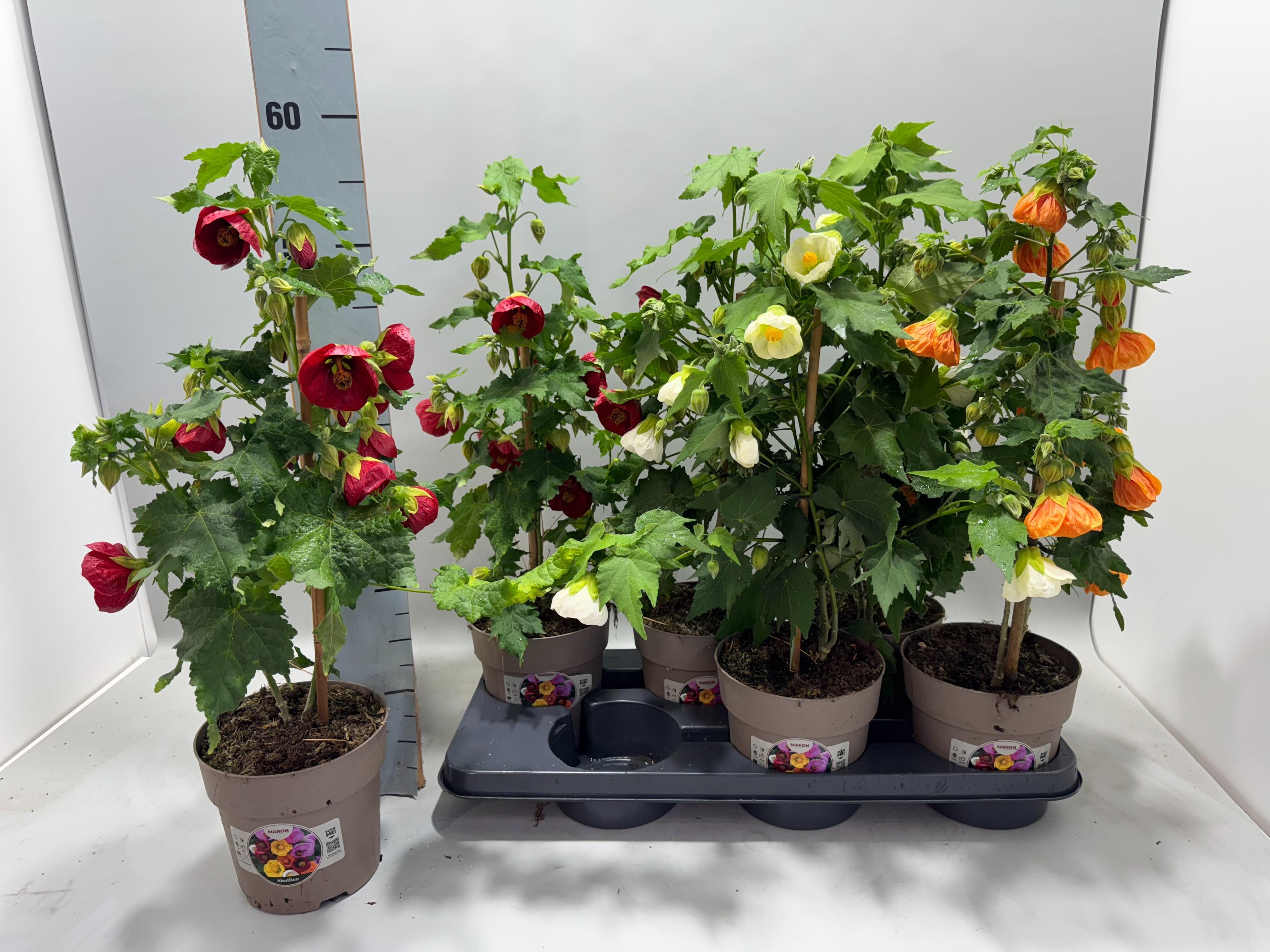 Горшечные цветы и растения оптом Abut Gem от 6шт из Голландии с доставкой по России