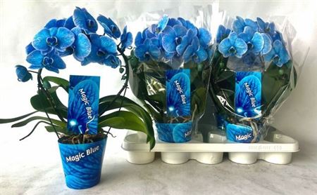 Горшечные цветы и растения оптом Phal * Paint * Bow Blue 16+ от 4шт из Голландии с доставкой по России