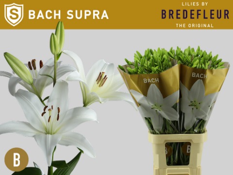 Срезанные цветы оптом Lilium la bach от 50шт из Голландии с доставкой по России