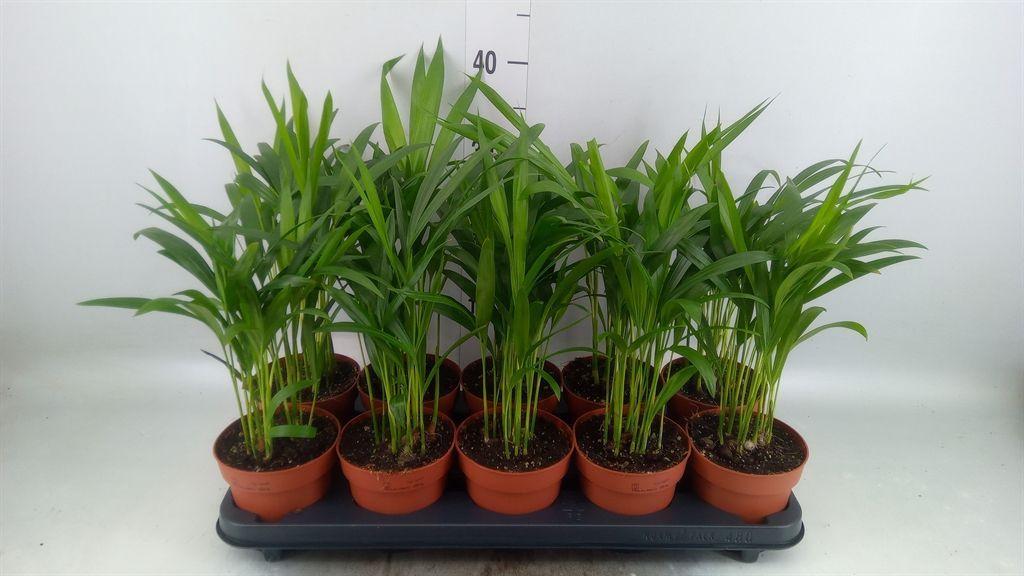 Горшечные цветы и растения оптом Dypsis Lutescens   ...chrysalidoca от 10шт из Голландии с доставкой по России