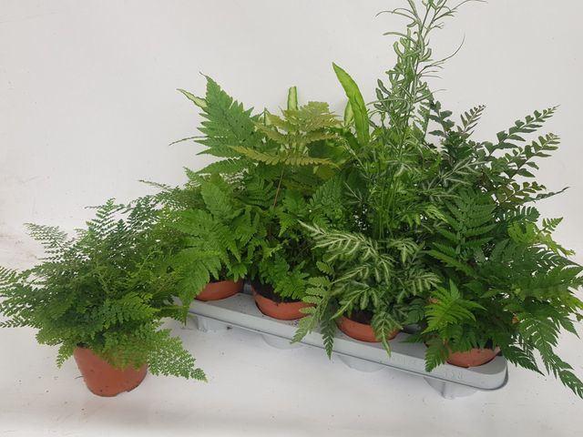 Горшечные цветы и растения оптом Ferns   ...mix от 8шт из Голландии с доставкой по России