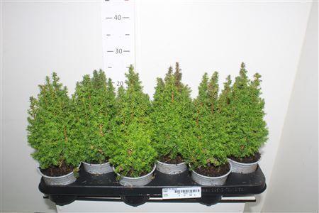 Горшечные цветы и растения оптом Cham Th Alpica от 12шт из Голландии с доставкой по России