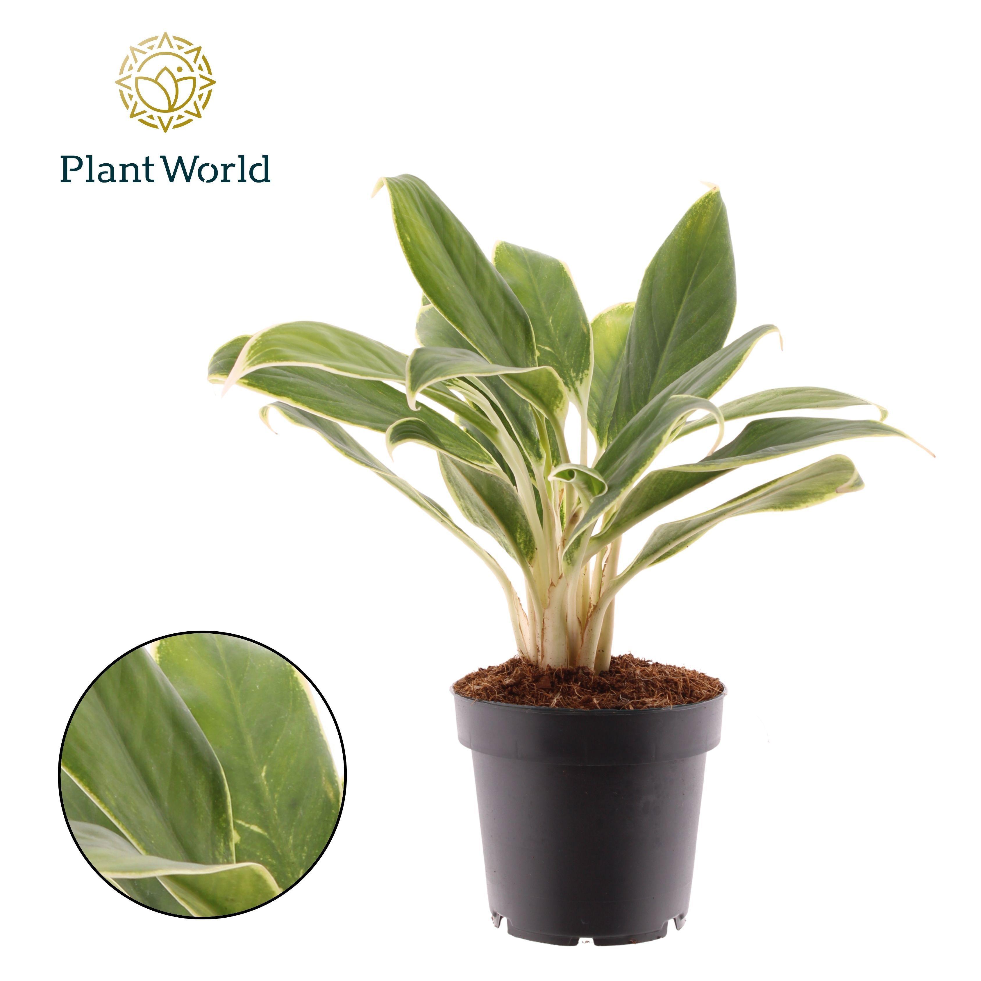Горшечные цветы и растения оптом Aglaonema White Lime от 10шт из Голландии с доставкой по России