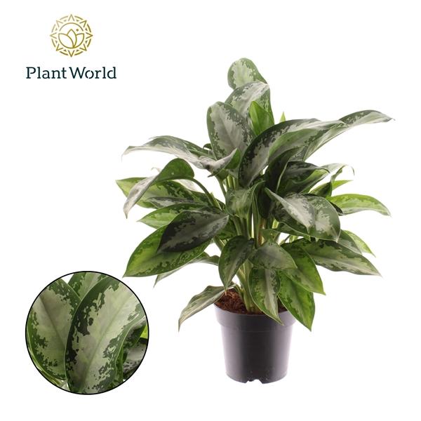 Горшечные цветы и растения оптом Aglaonema Jubilee Petit от 7шт из Голландии с доставкой по России