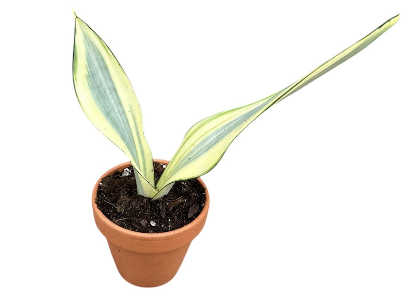 Горшечные цветы и растения оптом Sansevieria Moonshine Splash от 1шт (для телеги) из Голландии с доставкой по России