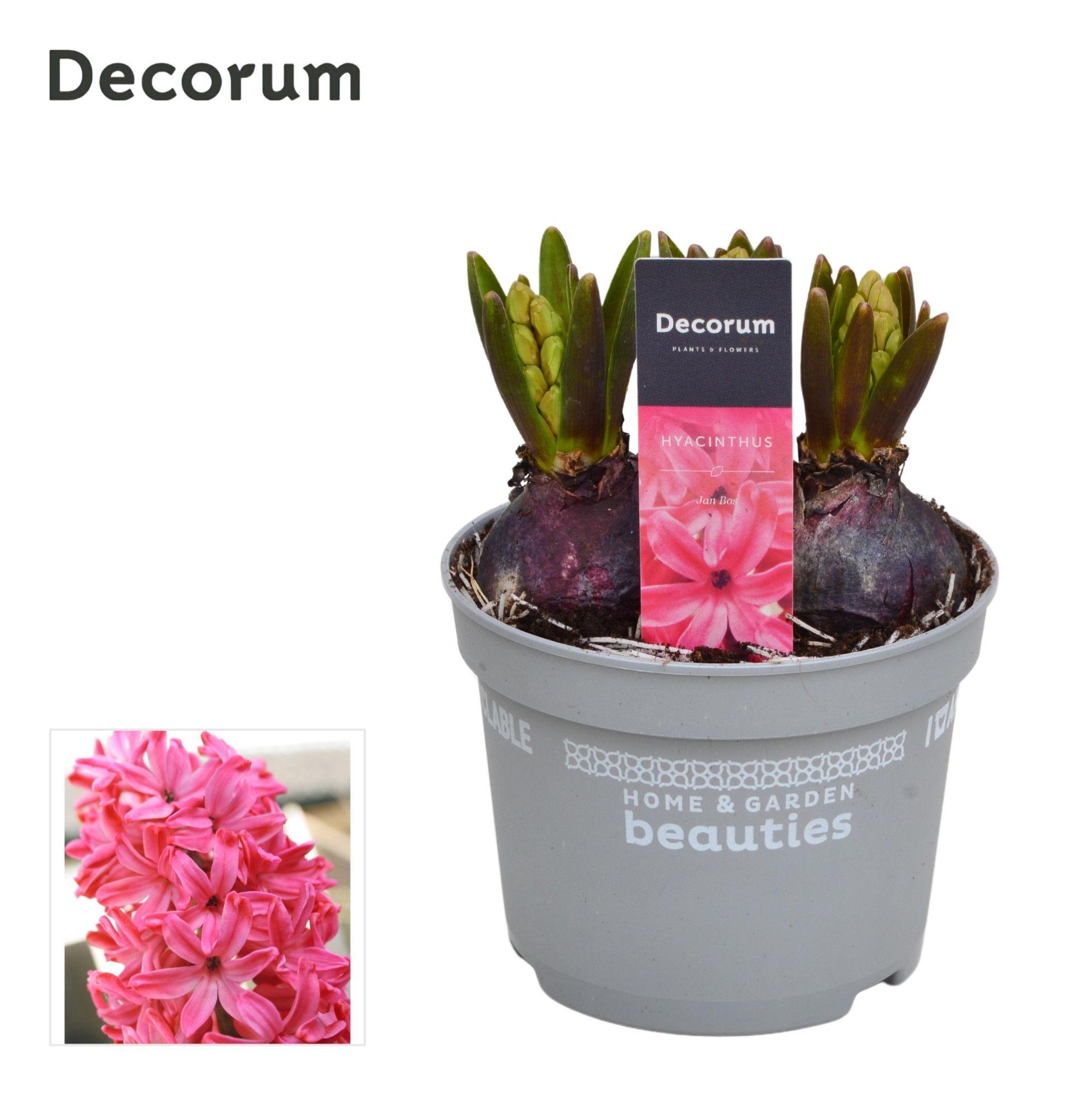 Горшечные цветы и растения оптом Hyacinthus Jan Bos 3pp (decorum) от 10шт из Голландии с доставкой по России