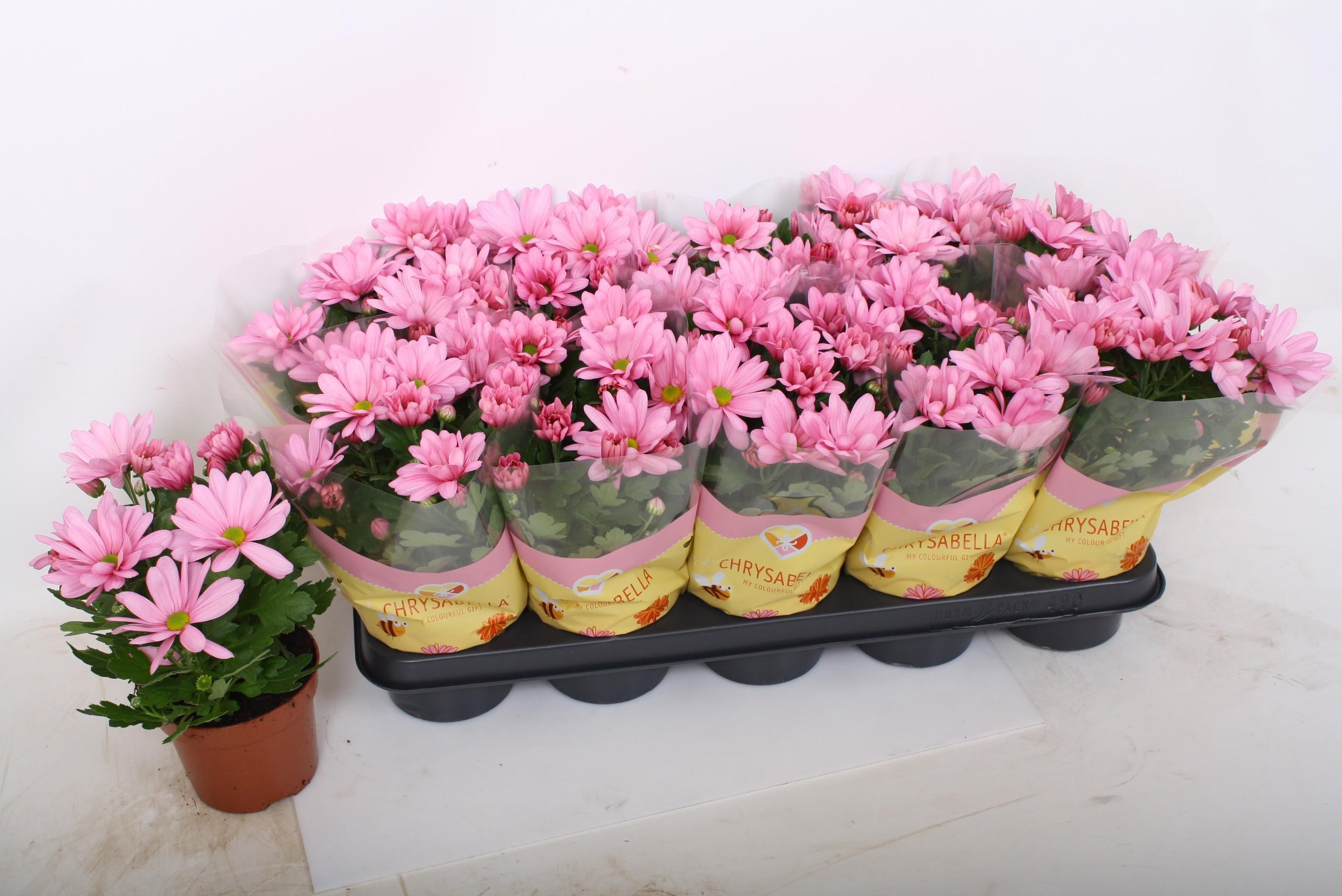 Горшечные цветы и растения оптом Chrys Breeze Pink от 10шт из Голландии с доставкой по России