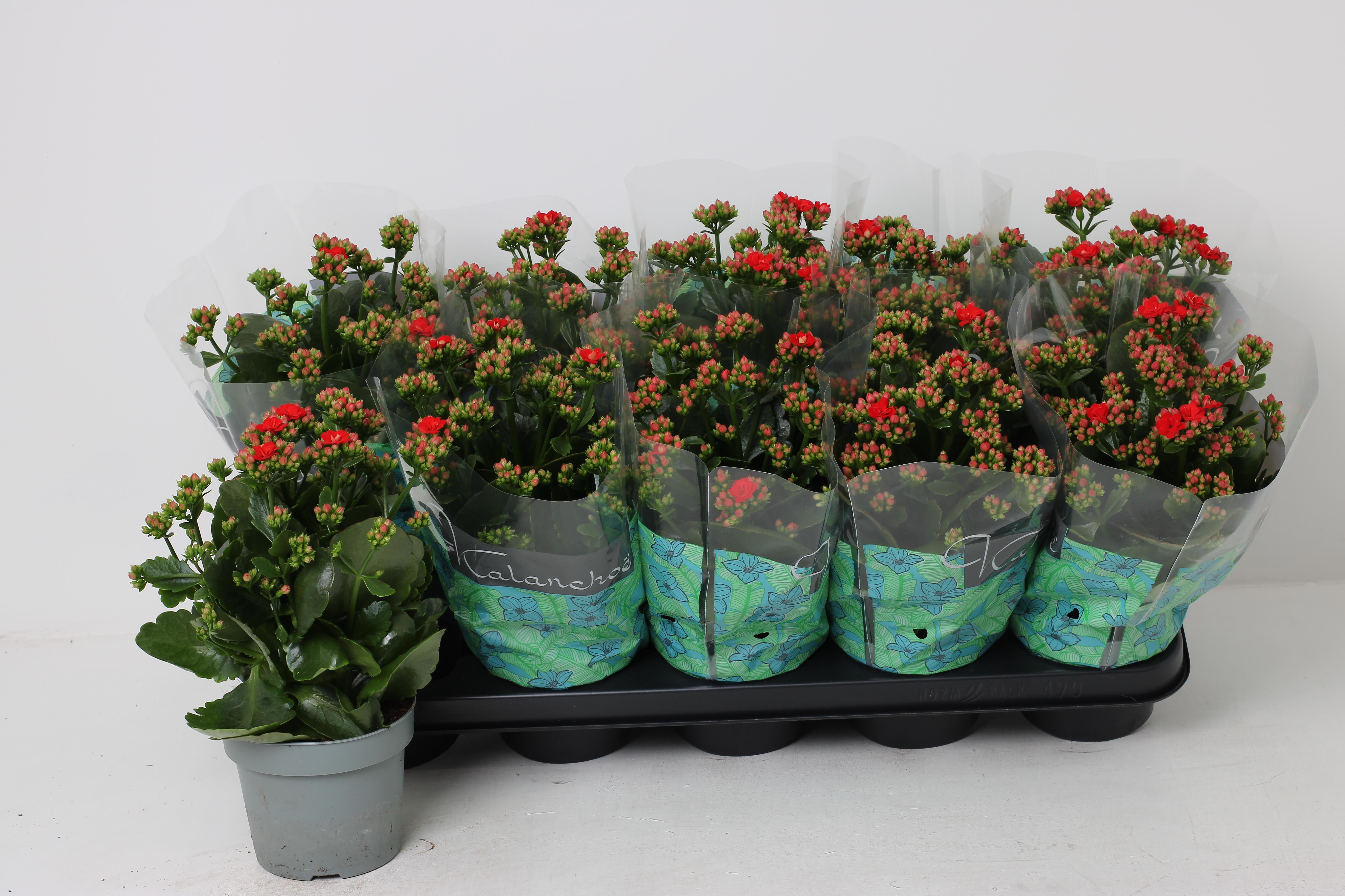 Горшечные цветы и растения оптом Kal Ge Rf Noelle от 10шт из Голландии с доставкой по России