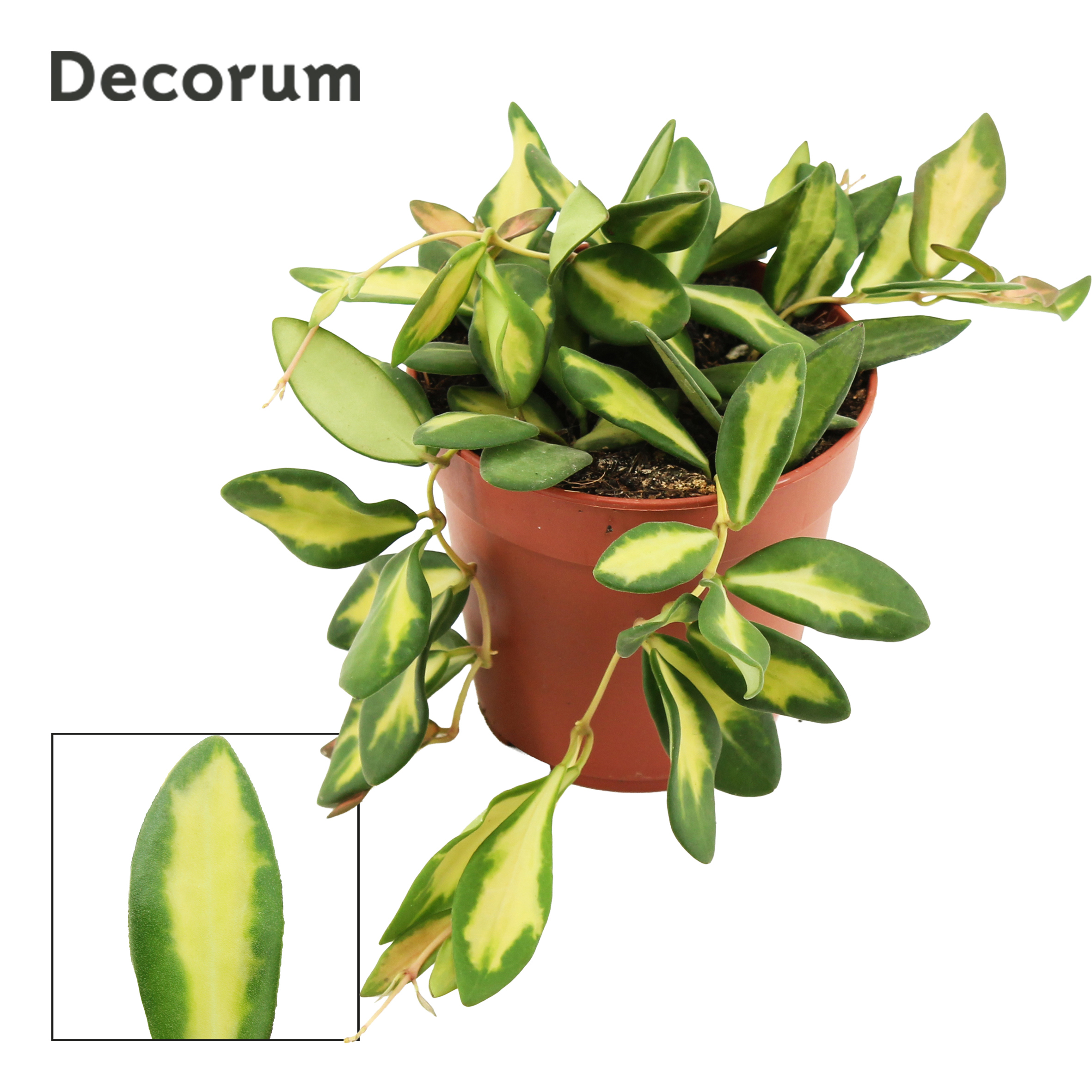 Горшечные цветы и растения оптом Hoya Burtoniae Variegata (decorum) от 10шт из Голландии с доставкой по России