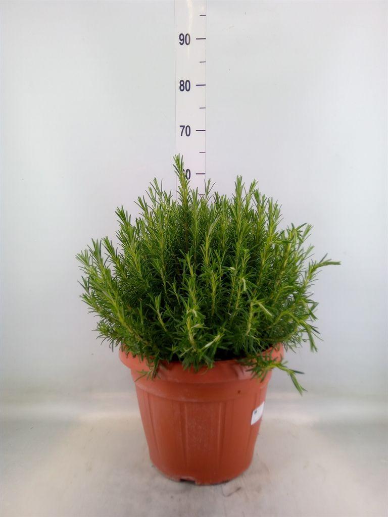 Горшечные цветы и растения оптом Rosmarinus Offi.   ... от 1шт из Голландии с доставкой по России