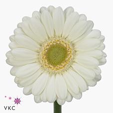 Срезанные цветы оптом Germini diamond albino от 20шт из Голландии с доставкой по России