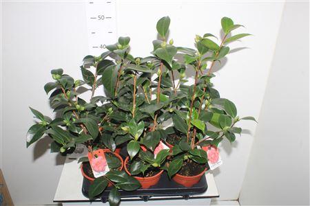 Горшечные цветы и растения оптом Camellia Japonica 10 Bloemen+ от 6шт из Голландии с доставкой по России